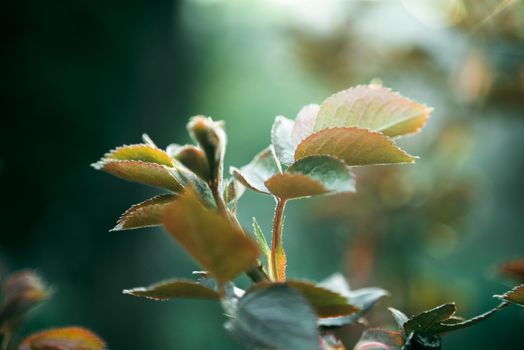 leaf of a rose close up shakes in the wind. Slow motion,