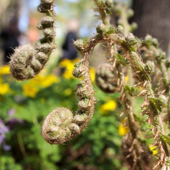 Pteridium aquilinum, also known as eagle fern, is a species of fern occurring in temperate and subtropical regions in both hemispheres. Early spring