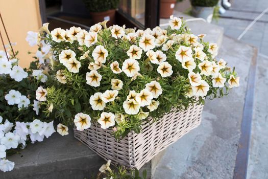 Yellow petunia in a box decorate the entrance to the house on a sunny day. Landscape design