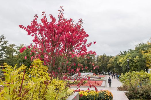 Red leaves of barberry, yellow bushes of chrysanthemums. Autumn on Tverskoy Boulevard