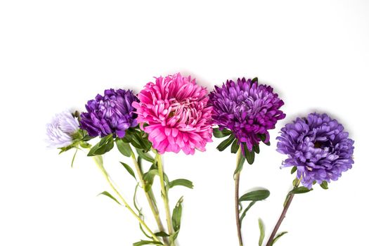 Colorful pink and blue aster flower isolated on white background. Place for text. Copy space