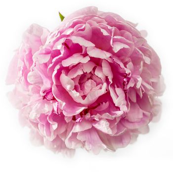 Pink peony flower isolated on white background. Place for text. Copy space