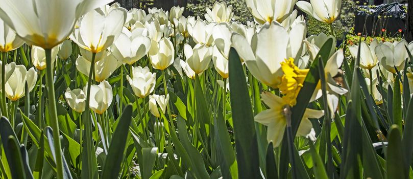 White tulips in a botanical garden in backlight at sunset