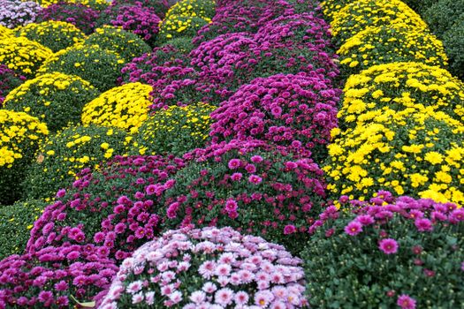 White, pink, red or yellow chrysanthemum plants in flower shop. Bushes of burgundy chrysanthemums garden or park outdoor. Chrysanthemum flower with leaves pattern colorful floral background as card