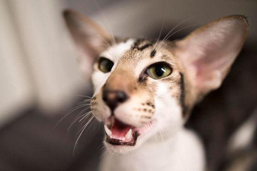 Oriental Shorthair cat, 10 months old. Portrait of a cat, the cat looks at the camera
