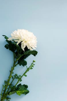 Large white chrysanthemum is on a blue background. Copy space