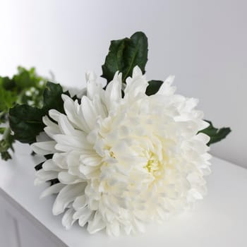 Large white chrysanthemum lies on a white table. Square frame