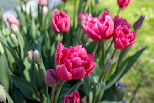 Red double tulips in a flowerbed near an artificial reservoir in the park. Landscape design