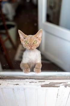 Devon Rex kitten. A kitten, standing on its hind legs, looks through the balcony door to the street