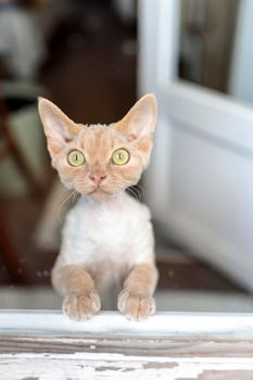 Devon Rex kitten. A kitten, standing on its hind legs, looks through the balcony door to the street