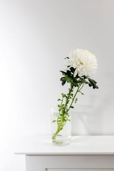 Large white chrysanthemum in a transparent glass vase, which stands on a table. Copy space