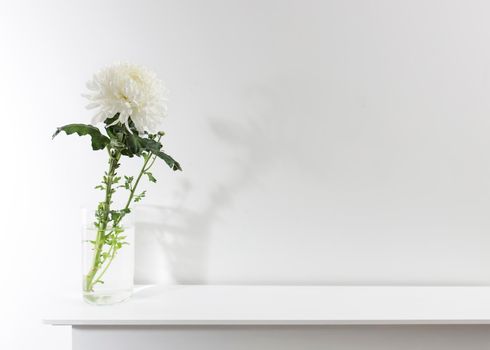 Large white chrysanthemum in a transparent glass vase, which stands on a table. Copy space