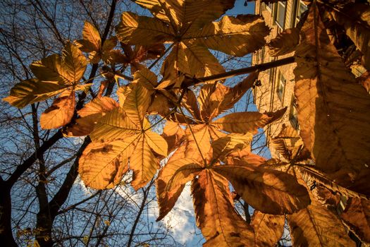 Golden leaves of chestnuts on a blue sky background. Autumn in Moscow