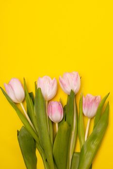 Tulips and a frame on a yellow background . Tulips of kopi space. Yellow background. Mockup . Space for text. A greeting card. Tulips on a yellow background. Spring flowers. March eighth. Mother's Day. Birthday