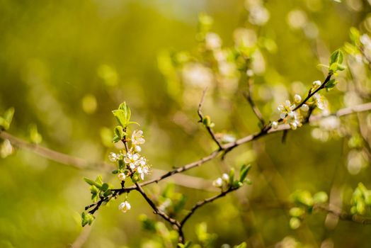 The sun shines through a lilac bush at sunset closeup,