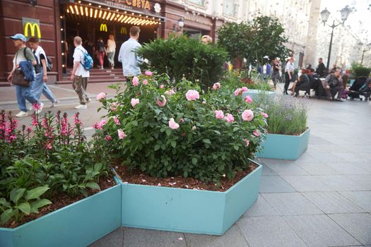 Moscow, Russia - 31 August, 2021, Nikolskaya street is decorated with flower beds: hydrangeas, saffron, tall wild herbs