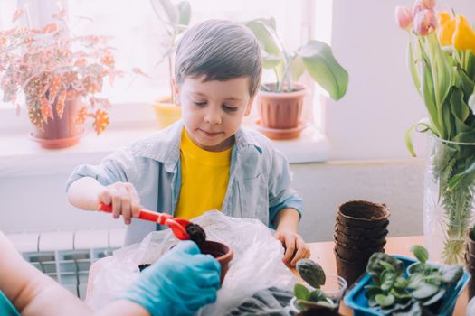 The boy transplants flowers lifestyle . Preparation for the spring season. Planting flowers. Plant care. An article about transplanting plants. An article about help from children.