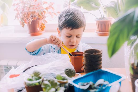 The boy transplants flowers lifestyle . Preparation for the spring season. Planting flowers. Plant care. An article about transplanting plants. An article about help from children.