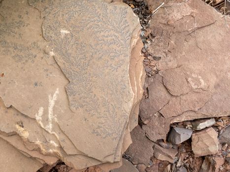 Sandstone with traces of plant fossils. Relic of ancient plants on sandstone slabs.