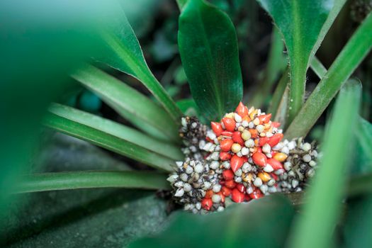 Palisota bracteosa is stemless herb reduced to a rosette of leaves at ground level, of rain-forest.The leaves have medicinal use in Sierra Leone and Ghana similar to P. hirsuta