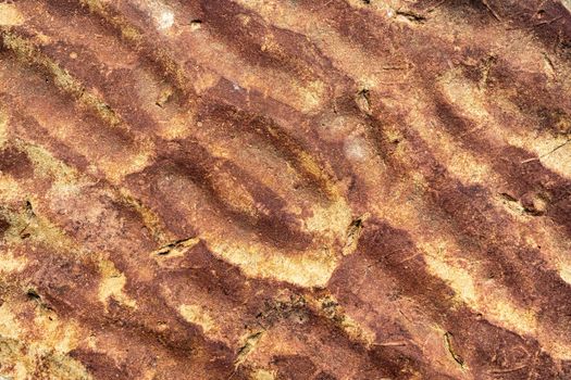 fossilized wave ripples on the top surface of a bed of sandstone.