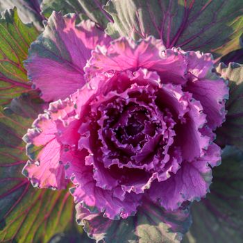 Fresh violet Cabbage (brassica oleracea) plant leaves