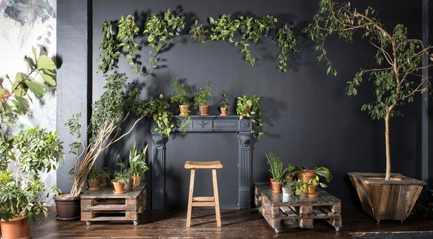 Interior of a my studio with indoor plants around the the black fireplace.