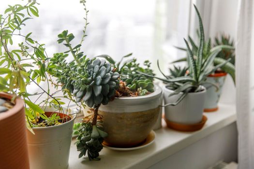 Succulents, Echeveria and other indoor plants on the windowsill