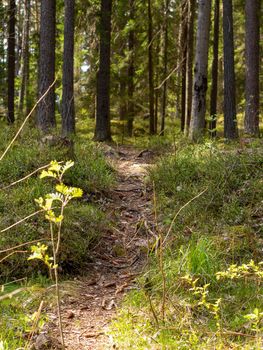 Magical fairytale forest. Coniferous forest covered of green moss. Mystic atmosphere