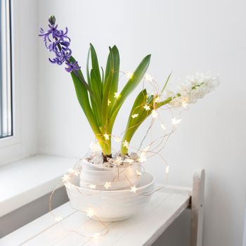 White and blue hyacinth in a large porcelain bowl, are on the shelf against the white wall. Layout. Spring concept