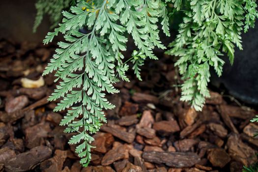 Zealandia pustulata, synonym Microsorum pustulatum, is a species of fern within the family Polypodiaceae