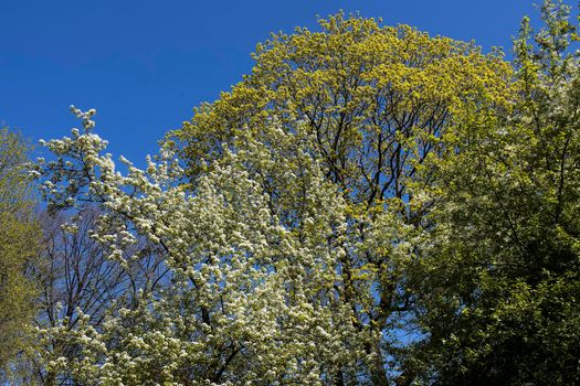 A huge tree of flowering bird cherry against the blue sky in spring