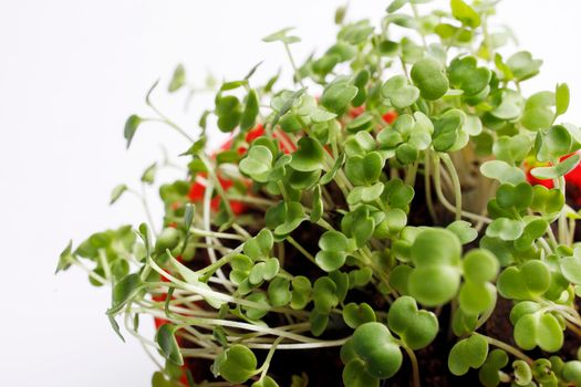 Sprouted arugula in a plastic pot for salad in the kitchen. Winter's end