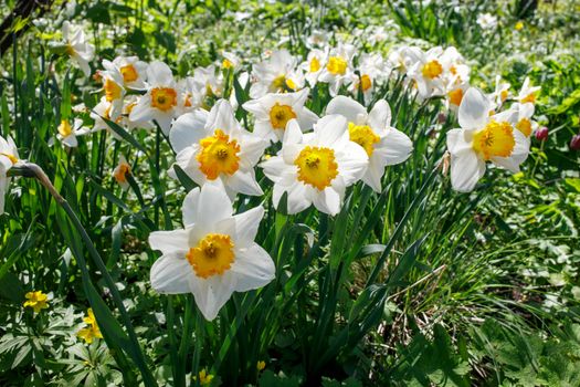 White daffodils with a yellow core in a flowerbed near an artificial reservoir in a park. Landscape design