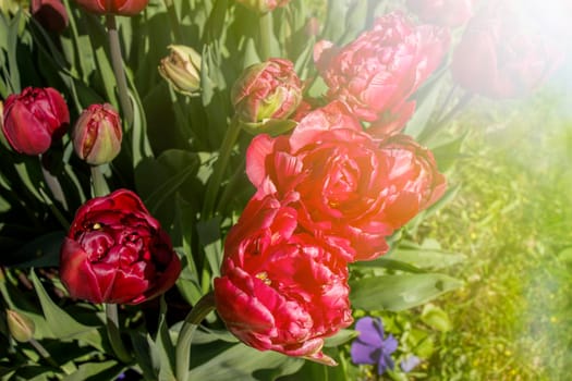 Red tulips are in the sun ligh in the spring garden near lake or pond. with falling petals