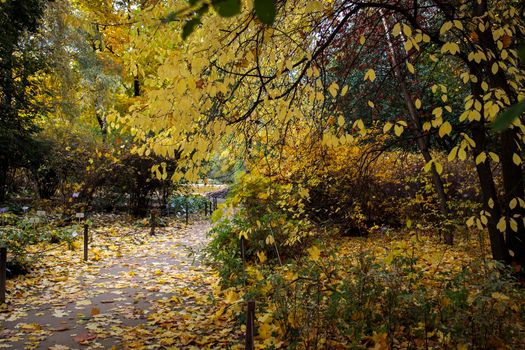 Autumn park, yellow elm leaves, there is a path in the autumn forest.