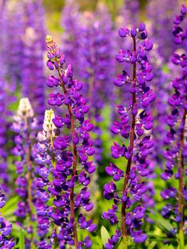 Colorful blue and purple colorful vibrant lupine wildflowers in with bokeh blurred background. photo