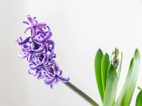Blossoming blue hyacinth with raindrops on a white background