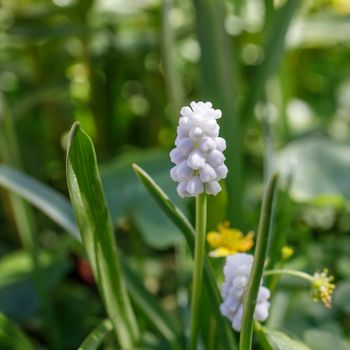 Muscari flower. Muscari armeniacum.Grape Hyacinth.Spring flowers. White muscari in the sun on a blurred vegetable background. Floral spring background. Square frame