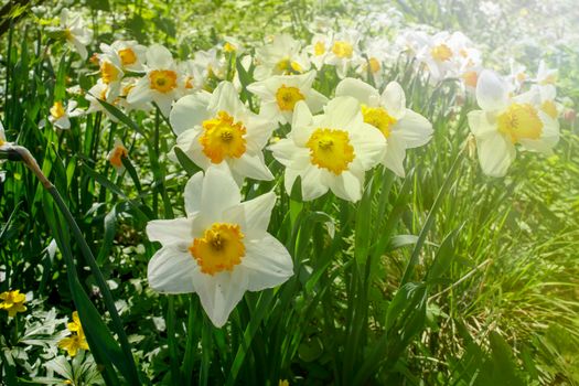 White daffodils with a yellow core in a flowerbed near an artificial reservoir in a park. Landscape design