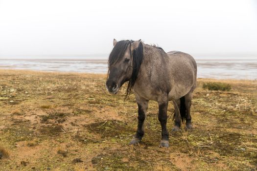 Horse of gray color with a long mane of the Yakut breed in the village of Kuzomen on the Kola Peninsula