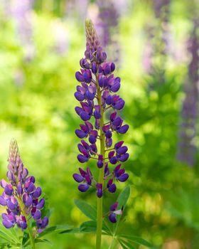 Colorful blue and purple colorful vibrant lupine wildflowers in with bokeh blurred background. photo