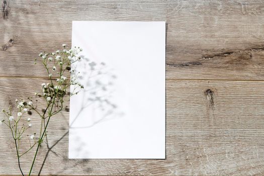 Blank paper business cards with mockup copy space on gypsophila on beige background. Minimal business template. Flatlay, top view.