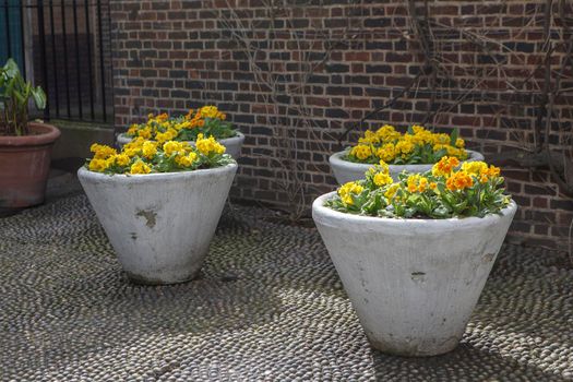 Yellow primroses in large ceramic pots near a stone wall as a park decoration