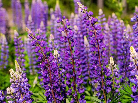 Colorful blue and purple colorful vibrant lupine wildflowers in with bokeh blurred background. photo