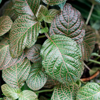 Fittonia albivenis is a species of flowering plant in the family Acanthaceae, native to the rainforests of Colombia, Peru, Bolivia, Ecuador and northern Brazil.
