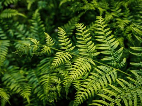Fresh green fern leaves on blur background in the garden. Texture of fern leaves. High quality photo