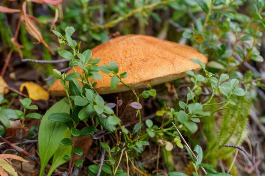 Leccinum scabrum. Common boletus with a large hat in the forest. photo