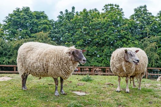 Idyllic rural view of pretty farmland and healthy livestock, in the beautiful surroundings of the Cotswolds, England, UK.