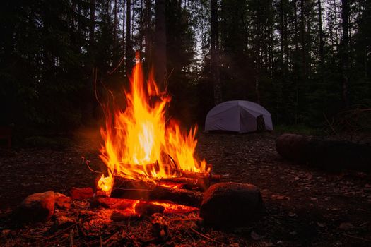 Burning campfire, with camping tent in the background, deep inside the forest, at sunset. High quality photo